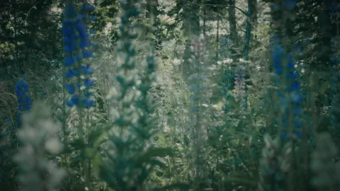 Lupine Field Video stock 142459914