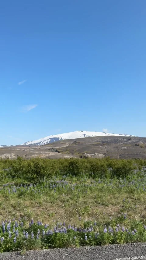 Lupine fields and distant snowy peaks captured from a moving car in Iceland.  Stock Footage 312232782