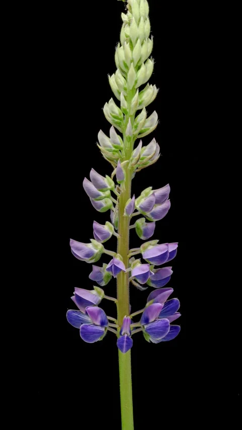 Lupine flower opening time lapse Stock Footage 247249596