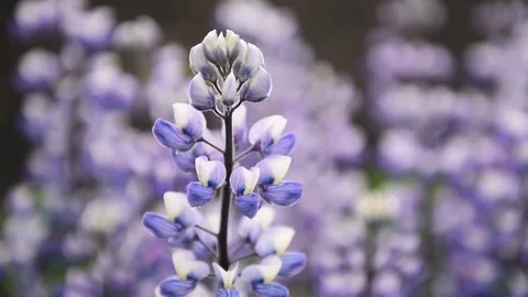 Lupine flowers field Video stock 82321776