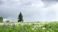 Lupine flowers HD Footage