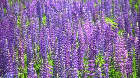 Lupine flowers 스톡 동영상 2103100