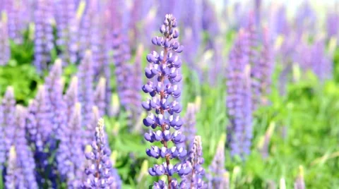 Lupine flowers 스톡 동영상 2130748