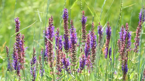 Lupine flowers Video stock 34289859