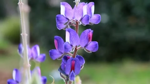 Lupine 스톡 동영상 22105437