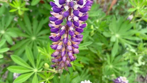 Lupine Video stock 243426356