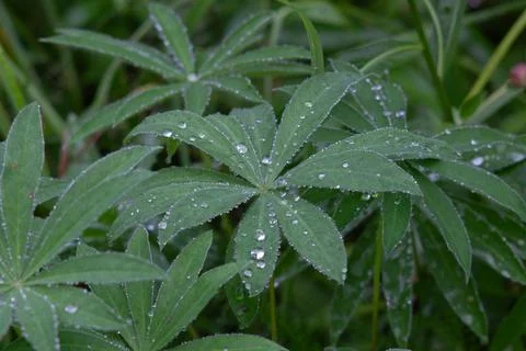 Lupine Leaf With Rain Drops Stock Photos