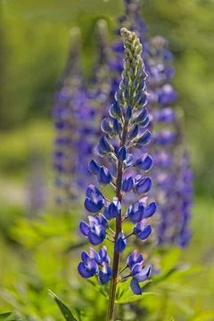 Lupine (lupinus polyphyllus). Stock Photos