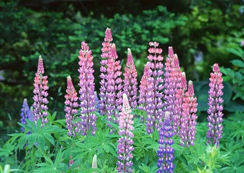 Lupine Stock Photos