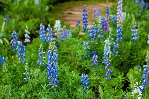 Lupine Stock Photos