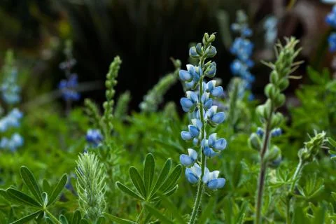 Lupine Stock Photos