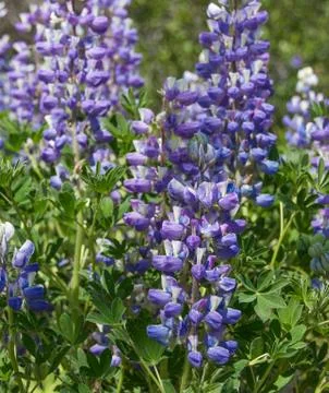 Lupine Stock Photos
