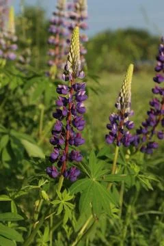 Lupine Stock Photos