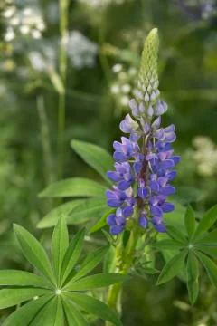 Lupine Stock Photos