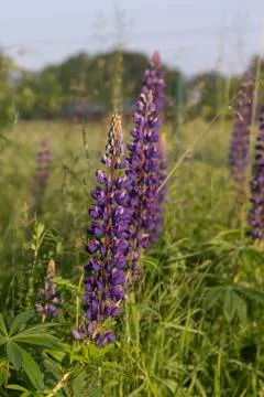Lupine Stock Photos