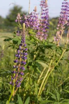 Lupine Stock Photos