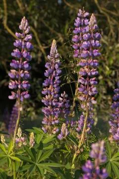 Lupine Stock Photos