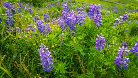 Lupine Stock Photos