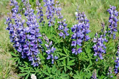 Lupine 写真素材