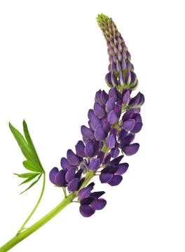 Lupine Stock Photos