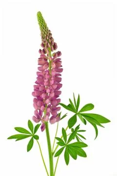 Lupine Foto stock