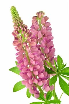 Lupine Stock Photos