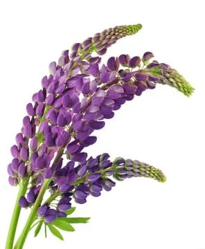Lupine Stock Photos