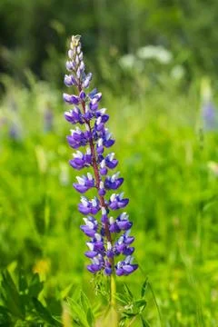 Lupine Stock Photos