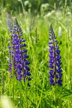 Lupine Stock Photos