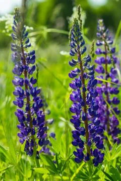 Lupine Foto stock