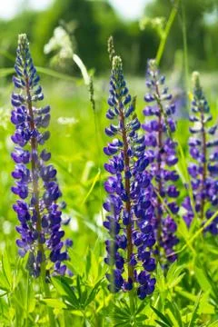 Lupine Foto stock