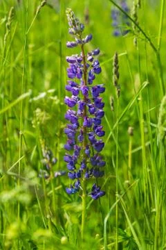 Lupine Stock Photos