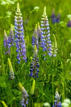 Lupine Stock Photos