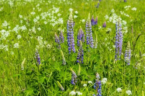 Lupine Stock Photos