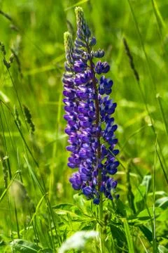 Lupine Stock Photos