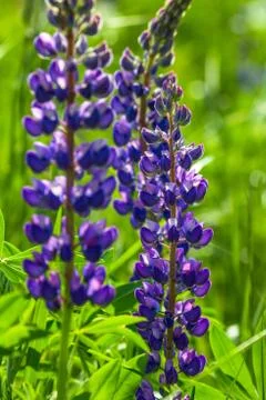 Lupine Stock Photos