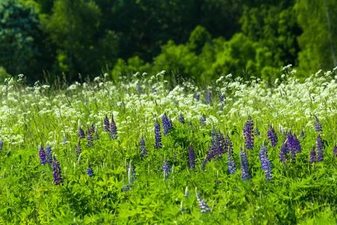 Lupine Stock Photos