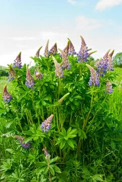 Lupine Stock Photos