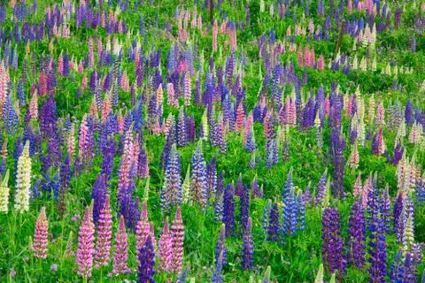 Lupine Foto stock