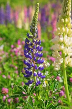 Lupine Stock Photos
