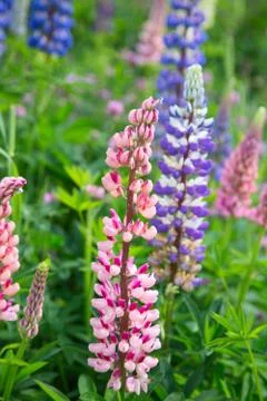 Lupine Stock-Fotos