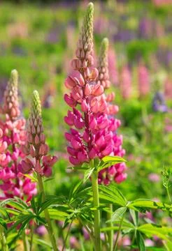 Lupine Stock Photos