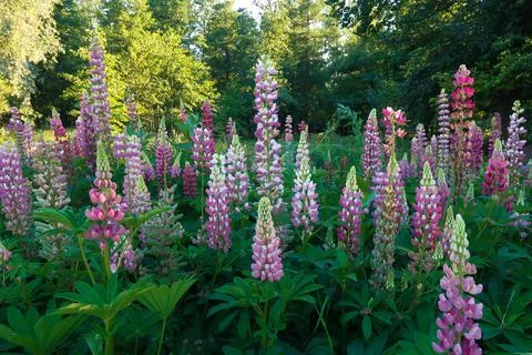 Lupine Stock Photos