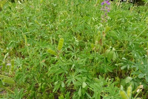 Lupine plants thriving, developing seed pods for harvest. Cultivation of le.. Фото