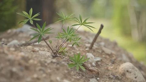 Lupine swaying in the wind in the forest Stock Footage 76018657
