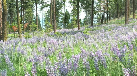 Lupine in the wind 2 Stock Footage