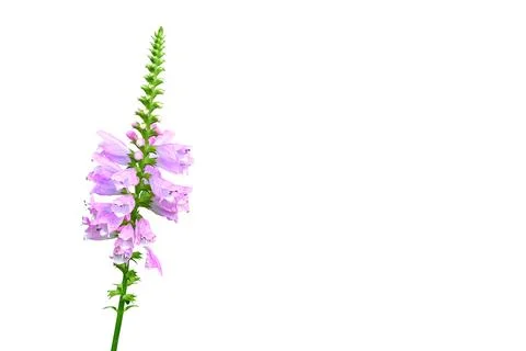 Lupine, wolf bean. Stem with pink flowers Stock Illustration