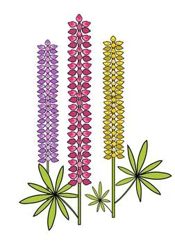 Lupinen Lupinen mit Blaettern in den Farben violett, rosa und gelb - Illus... Stock Photos