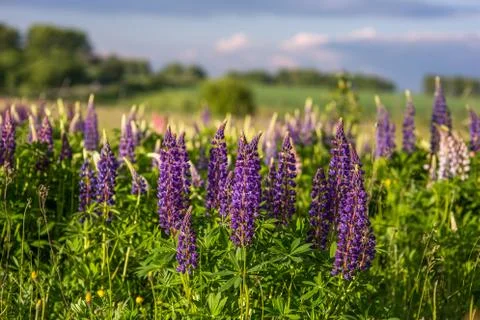 Lupines in field with selective focus Stock Photos