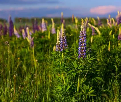Lupines in field with selective focus Stock Photos
